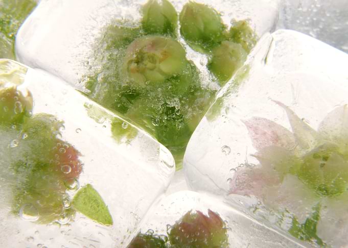 Sedum in ice cubes 3