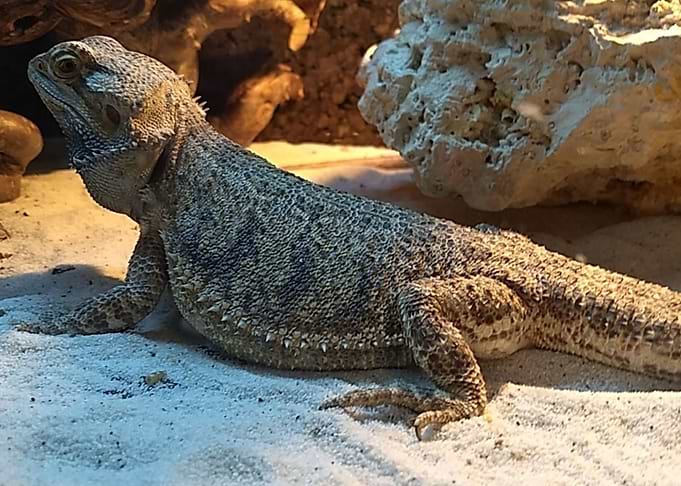 Bearded dragon