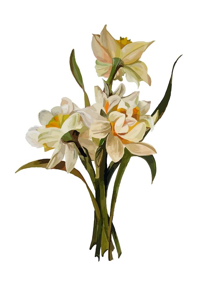 Narcissi Spring Flower