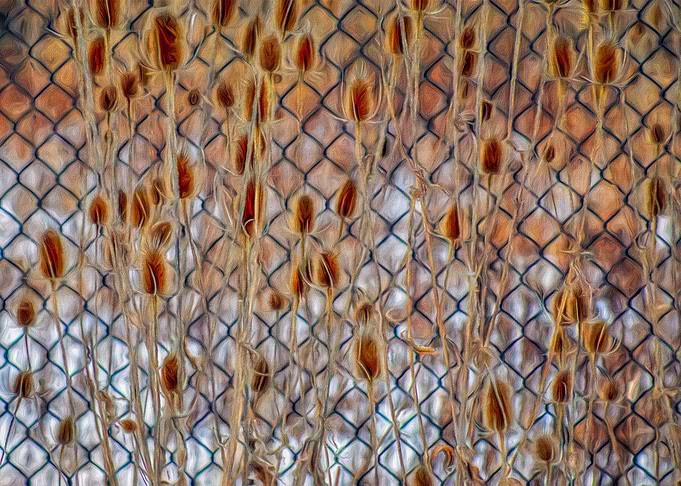 Teasels on the Fence