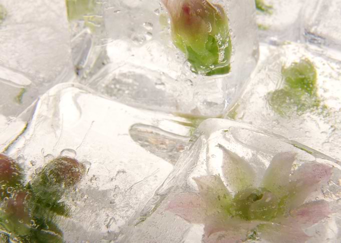 Sedum in ice cubes 2