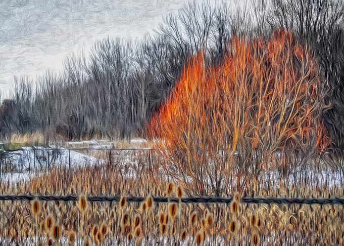 Burst of Orange