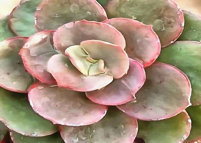 Succulent Green and Coral