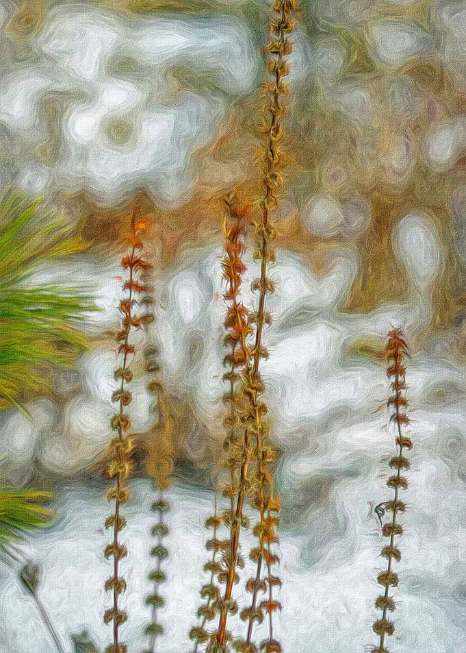 Tall Weeds in Winter