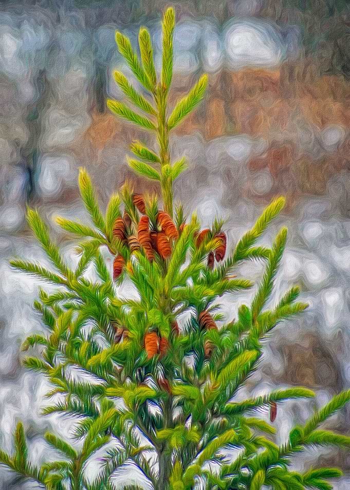 Pinecones in Winter