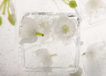 Lily of the valley in ice