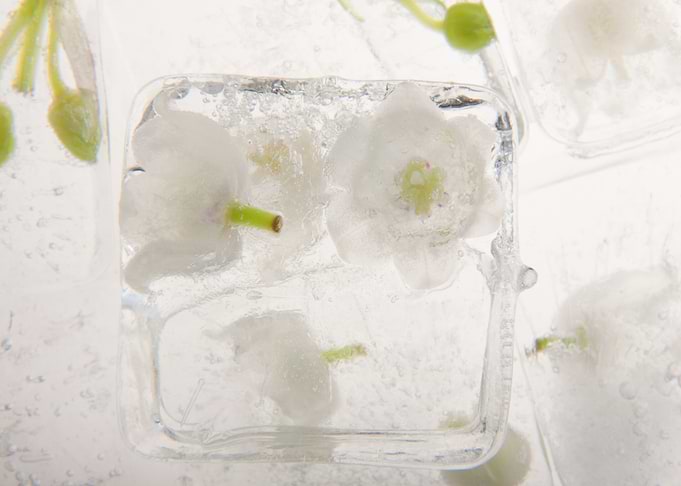Lily of the valley in ice
