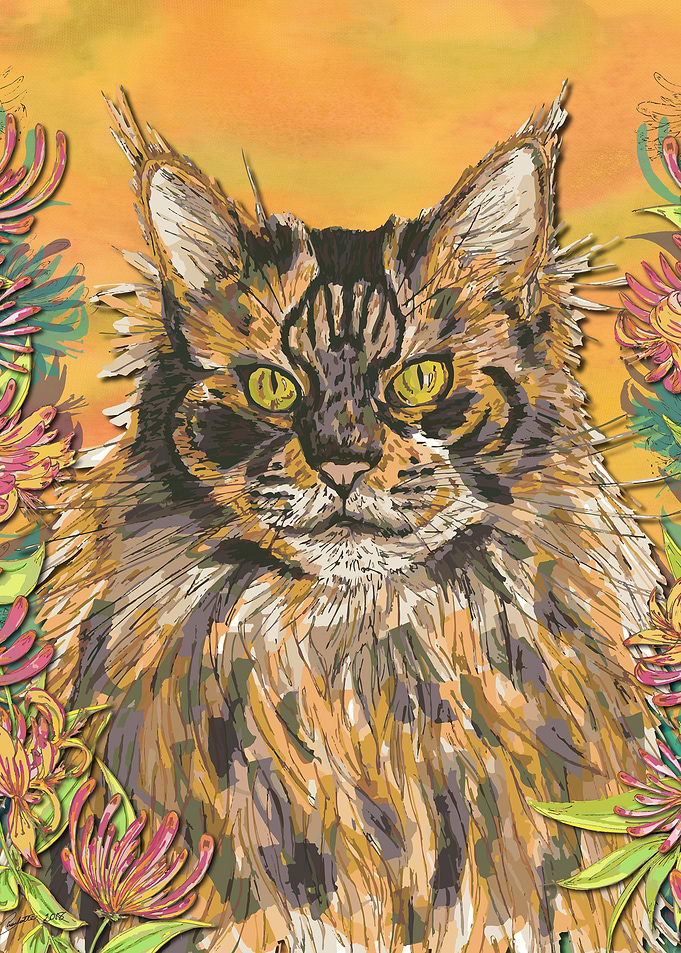 Maine Coon Cat