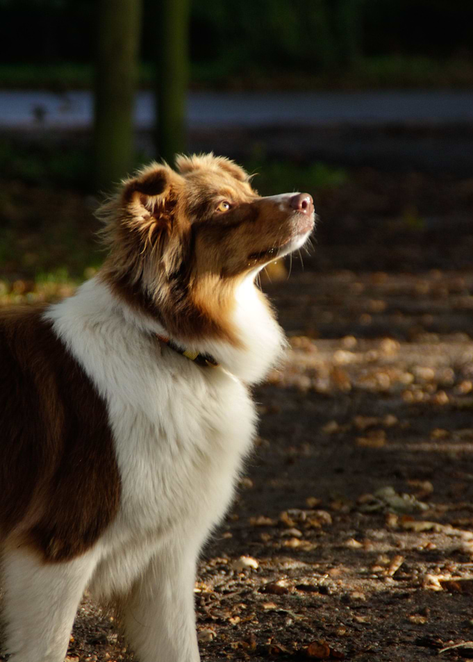 Holy Dog