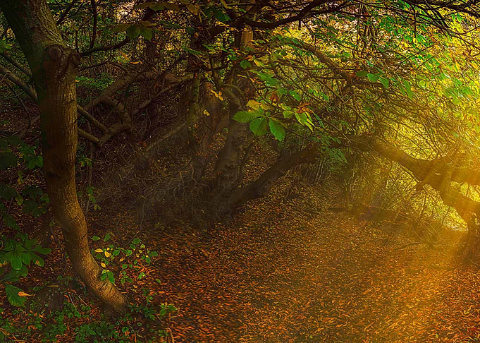 Late Autumn Sunshine