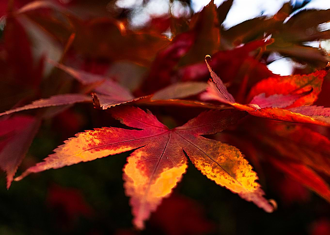 Autumn Leaves