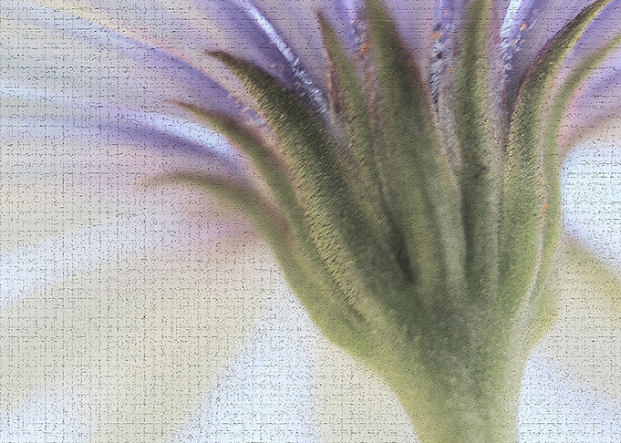 Frozen Daisy