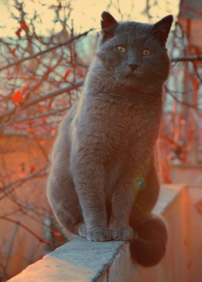 Cat