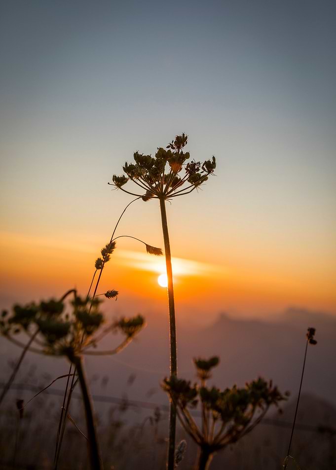 Flower and the sun
