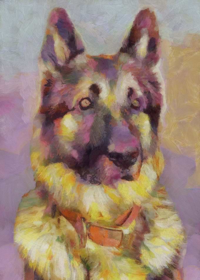 German Shepherd Portrait