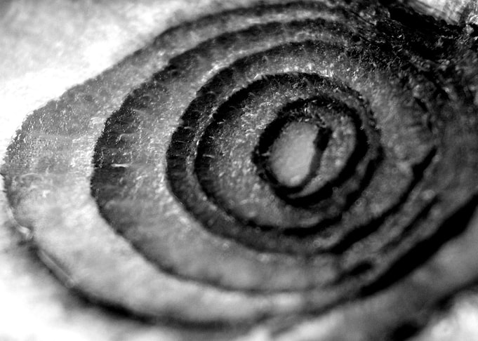 Red Onion in Black White