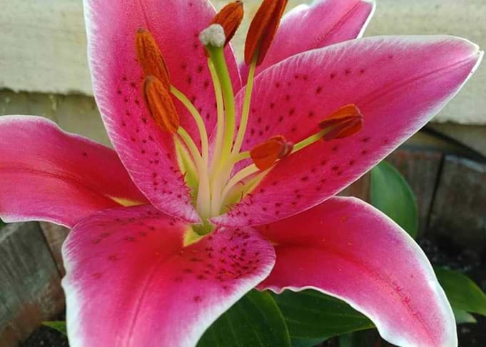 Lily