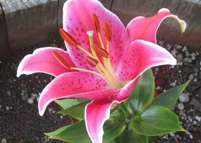 Lily