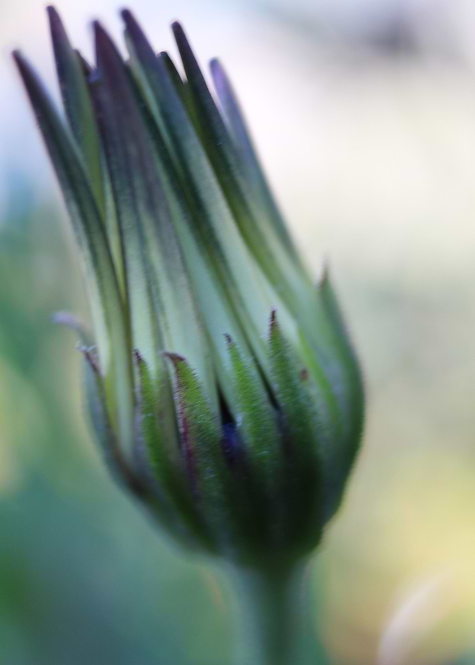Closed Daisy