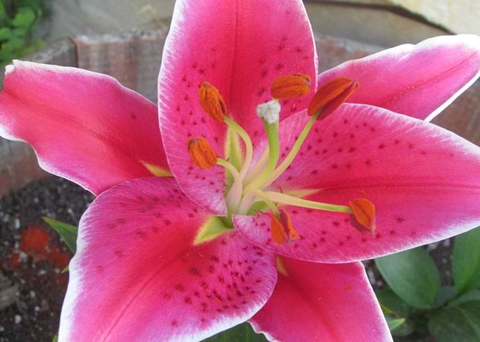 Lily