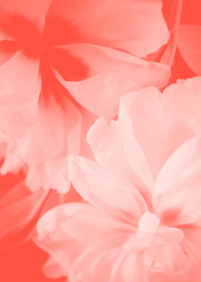 Pastel white flowers and