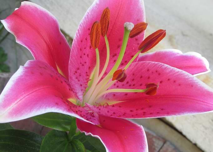 Lily