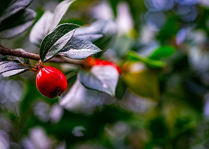 Berry