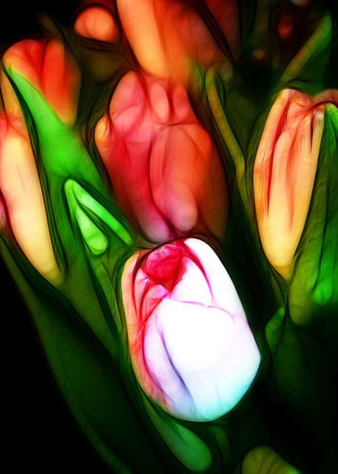 Pink Tulips