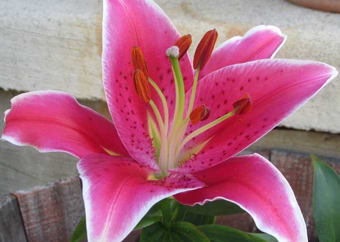 Lily