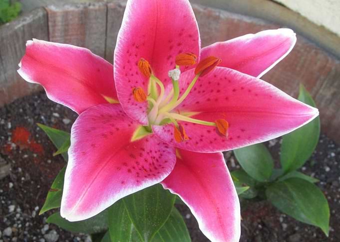 Lily