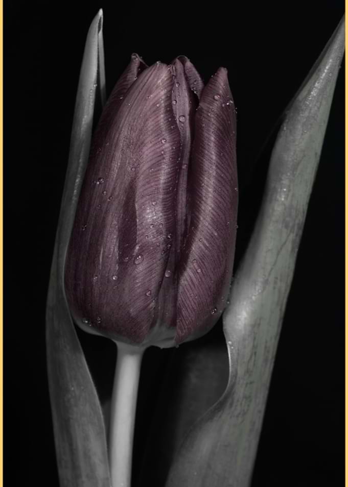 Tulip