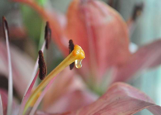 Lily
