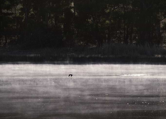 Morning Glide