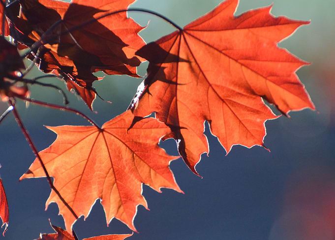 Red maple in spring