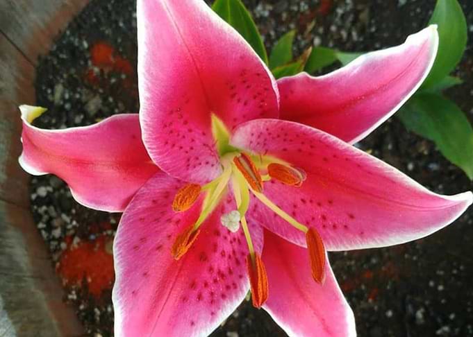 Lily