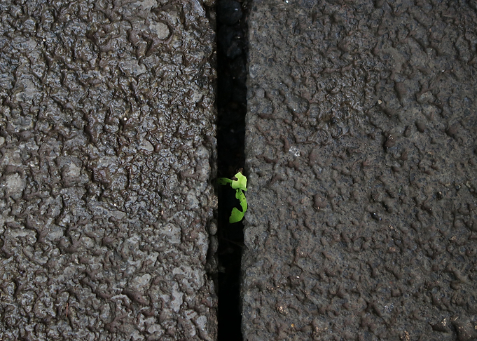 Green Life