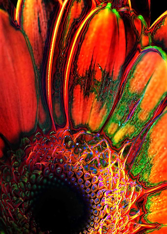 Abstract Orange Daisy
