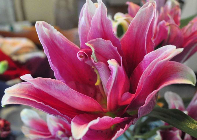 Rose Lily