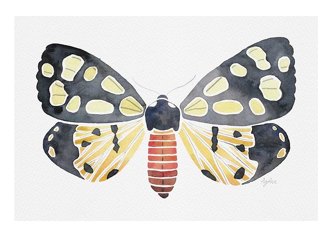 Butterfly