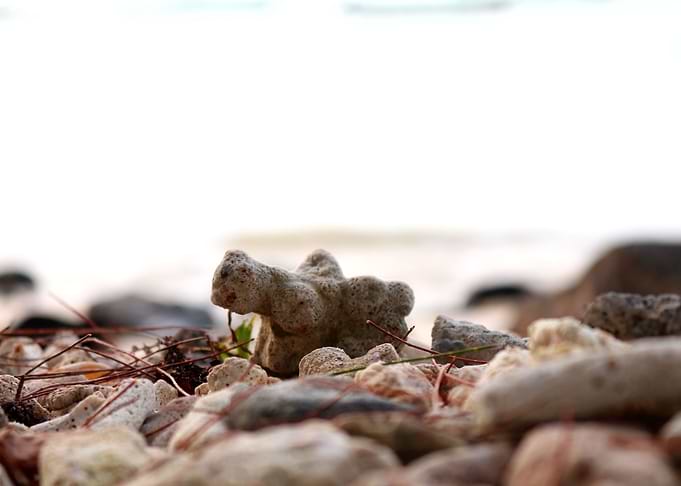 Sandy Corals