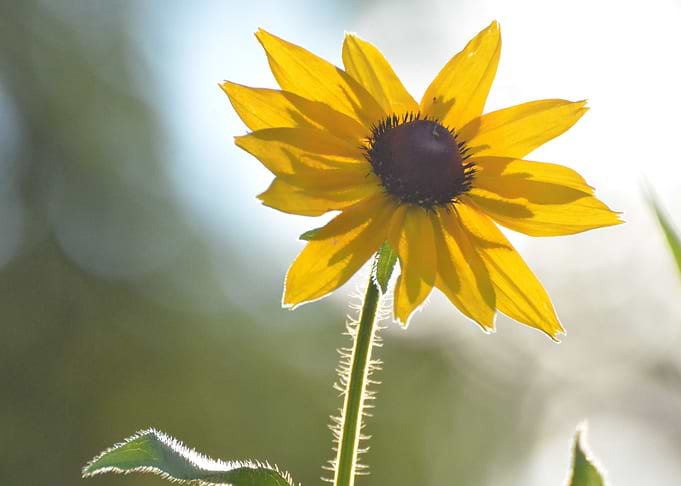 Blackeyed susan