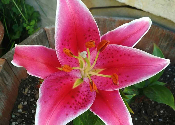 Lily