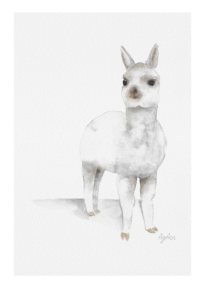 Fluffy Alpaca