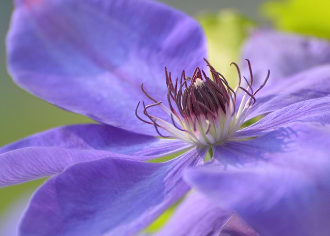 Clematis