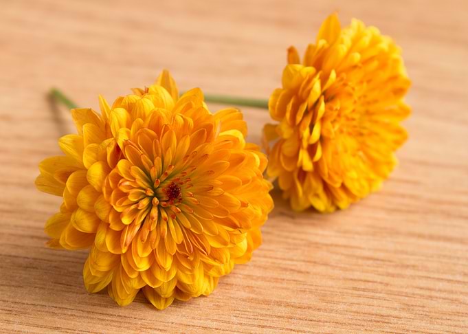 Two yellow flowers