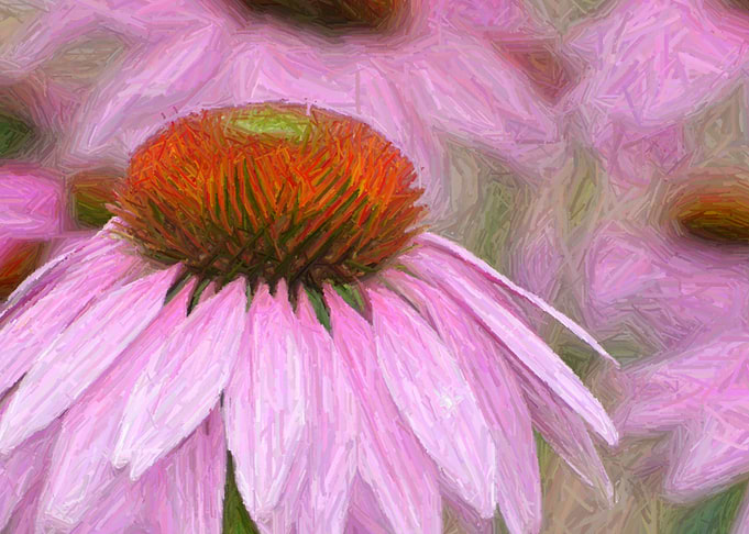 Purple coneflower