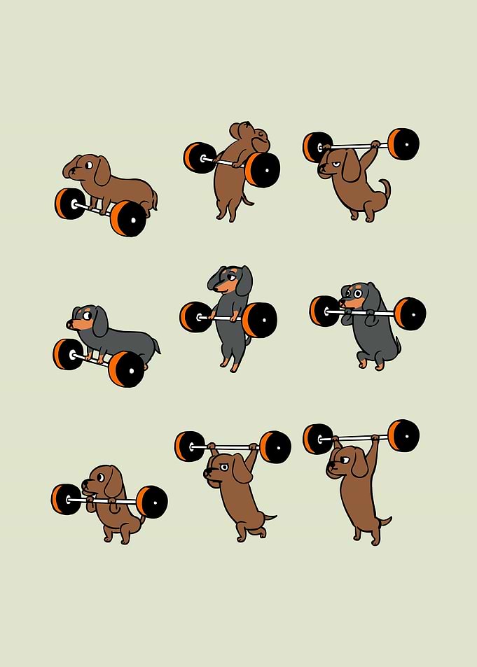 Olympic Lifting Dachshund
