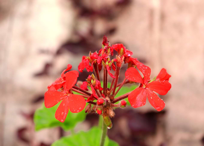 Geramiun Cranesbill