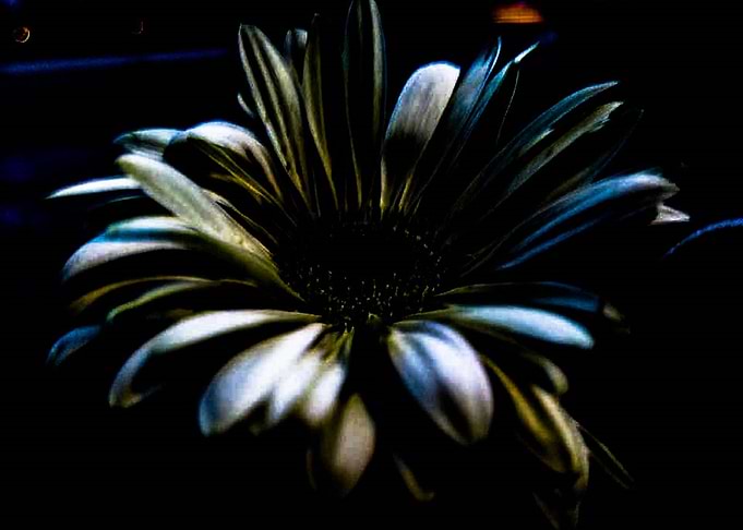 Daisy in the Shadows