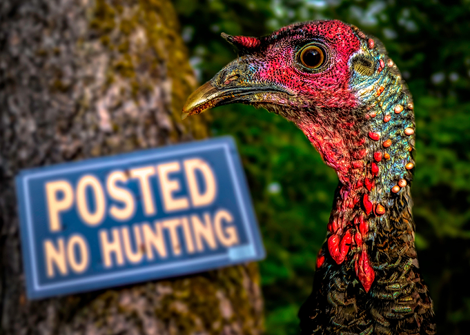 No Wild Turkey Hunting